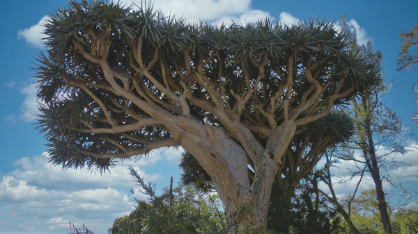 Madeira Drachenbaum
