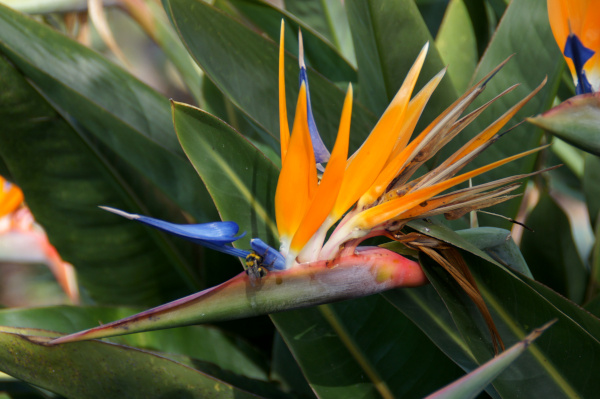 Madeira Flower